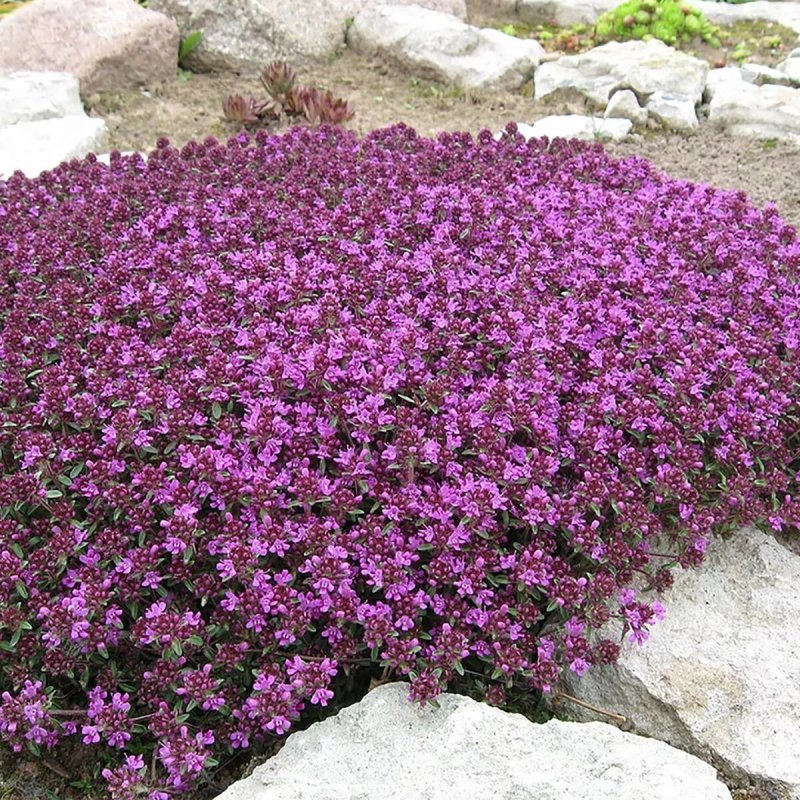 Душица стелющаяся (76 фото)