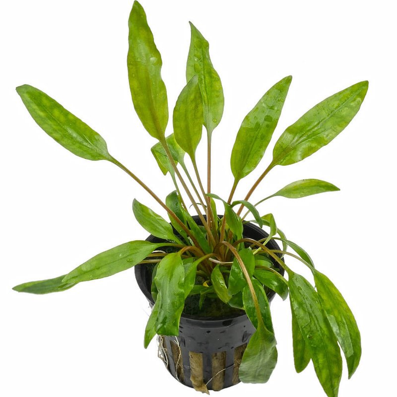 Криптокорина Валкера Cryptocoryne walkeri