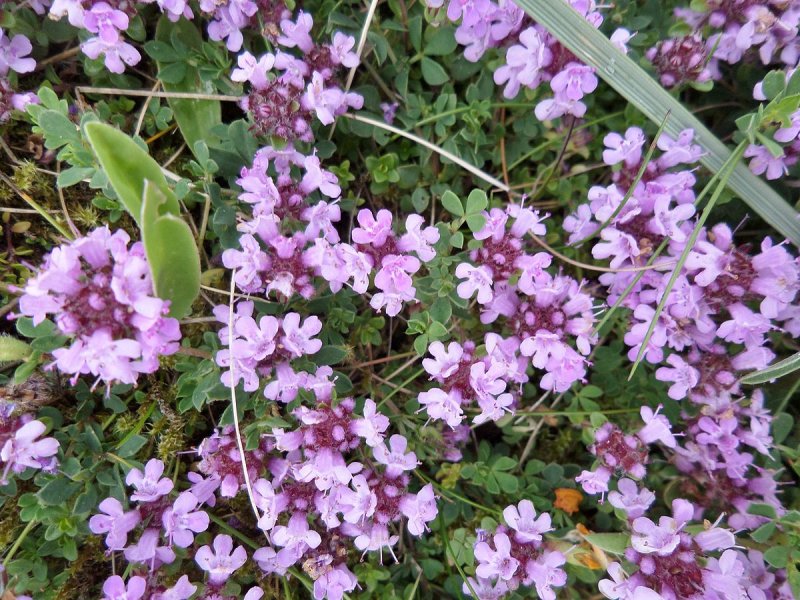 Тимьян Thymus