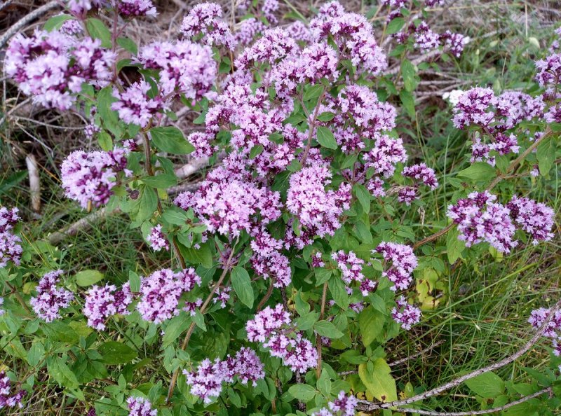 Душица обыкновенная (Origanum vulgare)