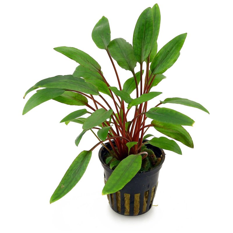 Cryptocoryne beckettii