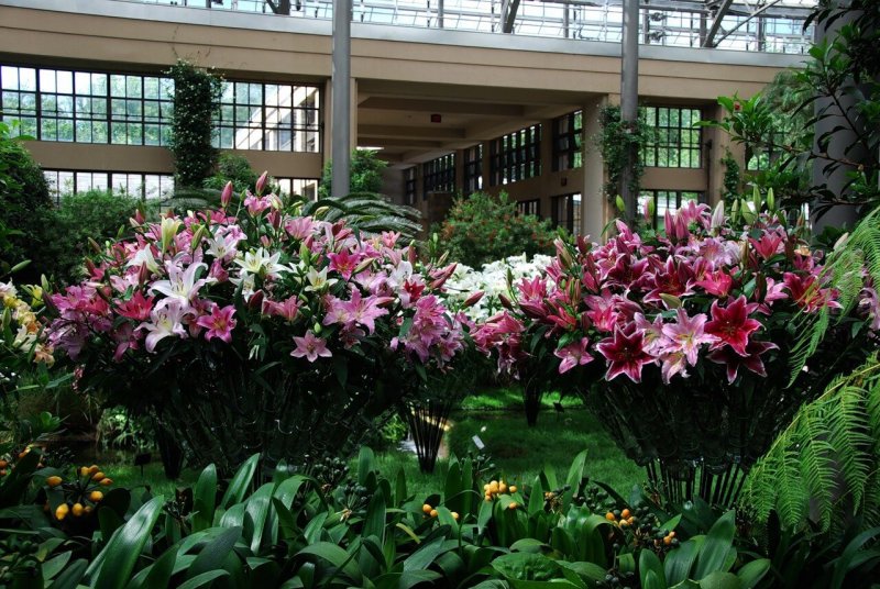 Orangerie Лилия
