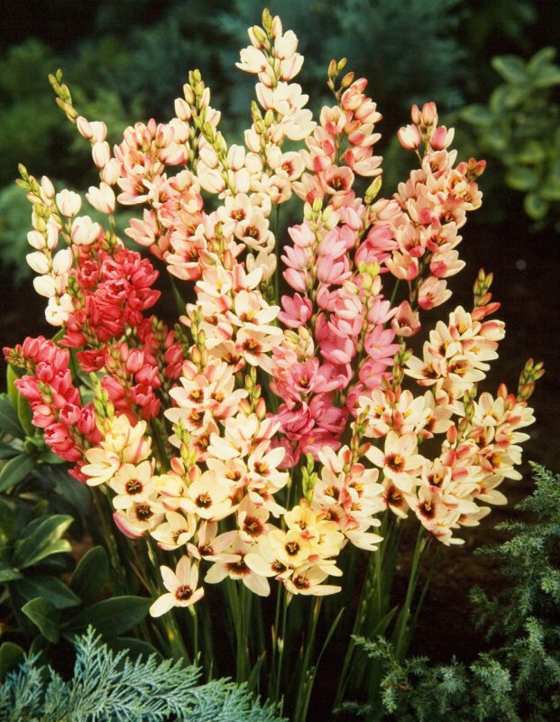Иксия смесь (Ixia Hybrids Mixed)