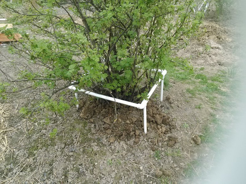 Шпалера для малины и ежевики