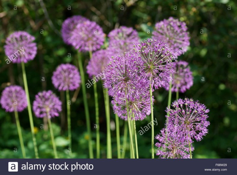 Лук Розенбаха (Allium rosenbachianum)