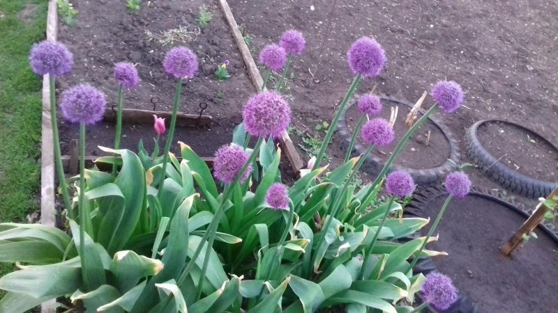 Купить многолетники от Селиной почтой