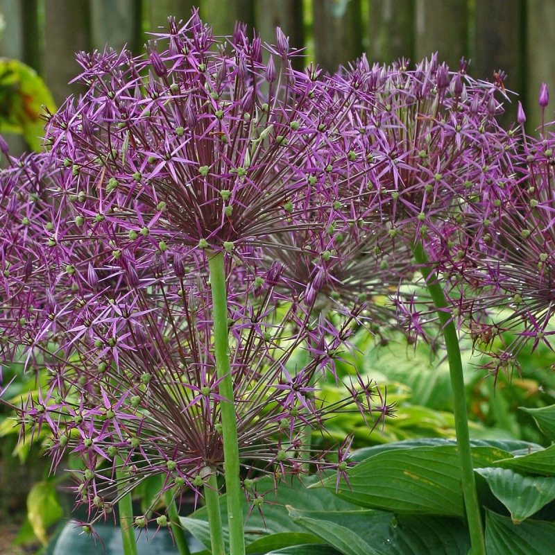 Аллиум Христофа (Allium christophii)