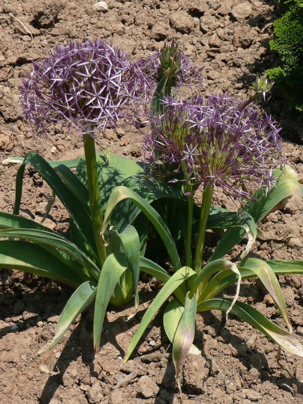 Аллиум Христофа (Allium christophii)