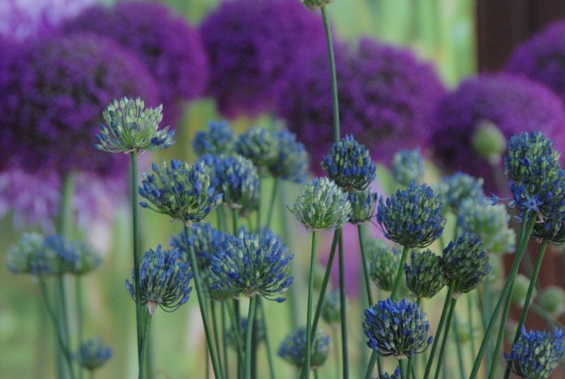 Лук голубой Allium caeruleum