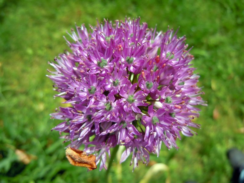 Allium Sphaerocephal