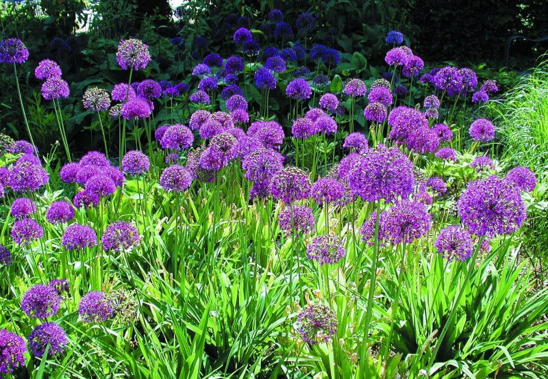 Аллиум Purple Sensation