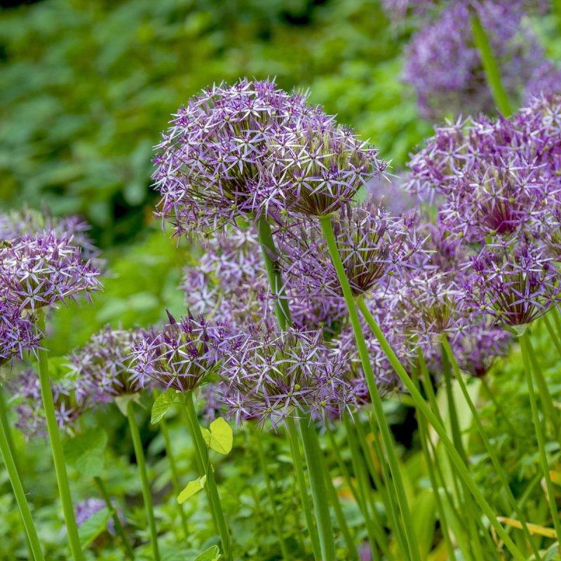 Аллиум Христофа (Allium christophii)