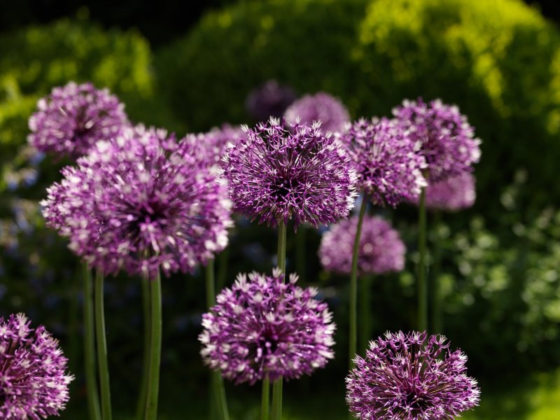 Лук Розенбаха (Allium rosenbachianum)
