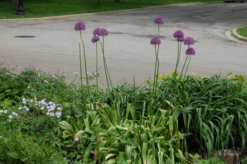 Лук Розенбаха (Allium rosenbachianum)