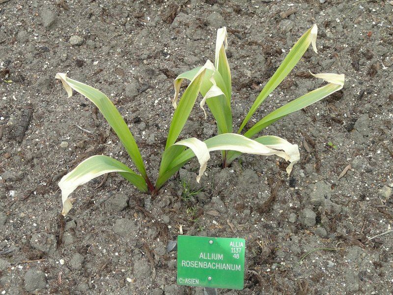 Allium rosenbachianum