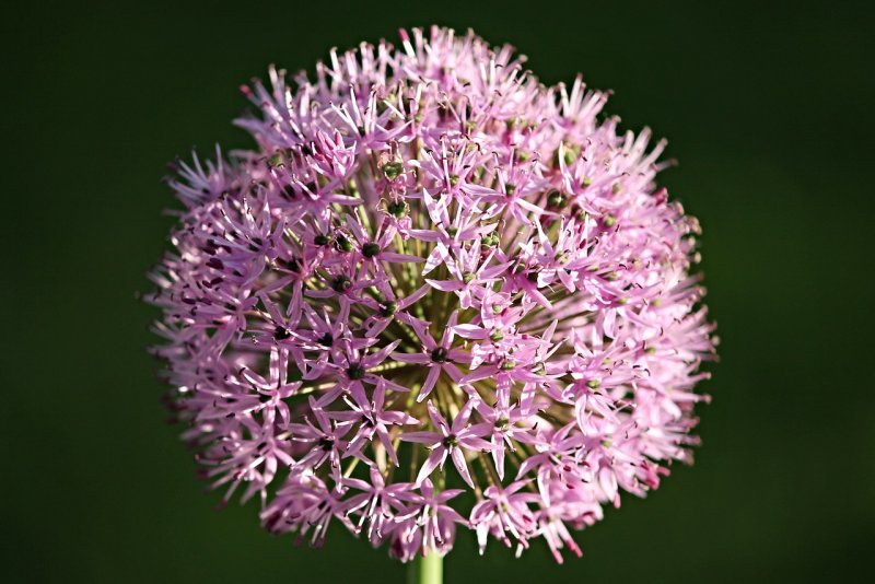 Allium small flowering лук мелкоцветковый
