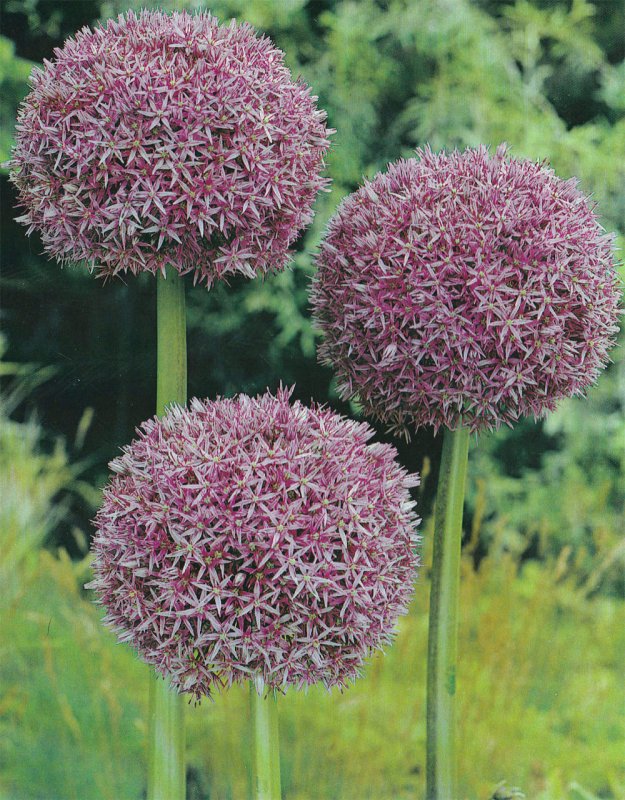 Аллиум Purple White