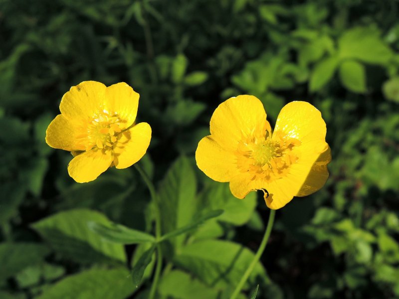 Ranunculus Acris Лютик едкий