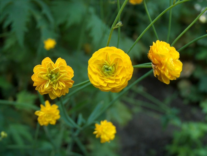 Лютик "Multiplex" (Ranunculus Acris)