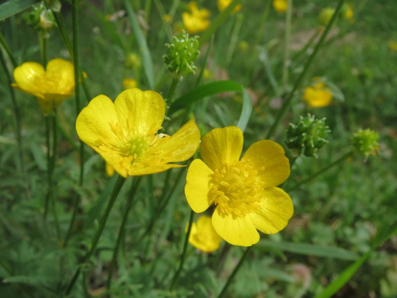 Ranunculus Acris Лютик едкий