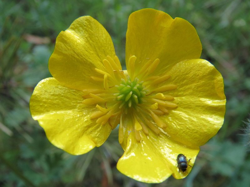 Ranunculus Acris Лютик едкий