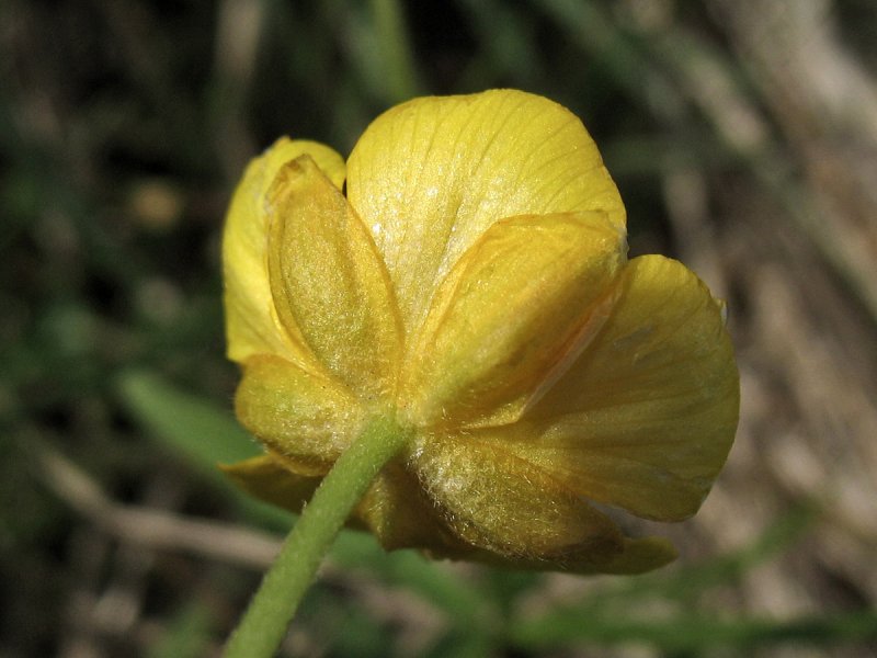 Лютик золотистый - Ranunculus auricomus