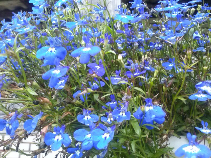 Лобелия ежевидная (Lobelia erinus) "Riviera" (Blue Sky)