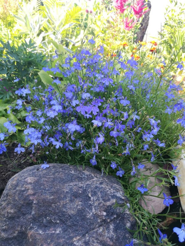 Лобелия pumila