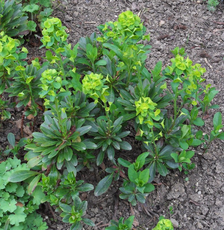 Молочай сегиеров (Euphorbia seguieriana)