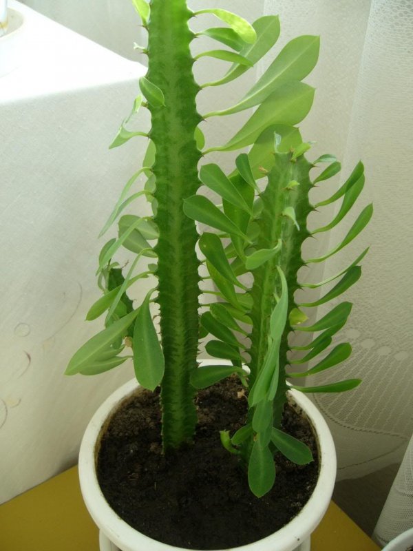 Euphorbia cyparissias