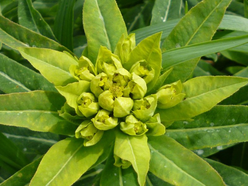 Молочай цереусовидный (Euphorbia cereiformis)