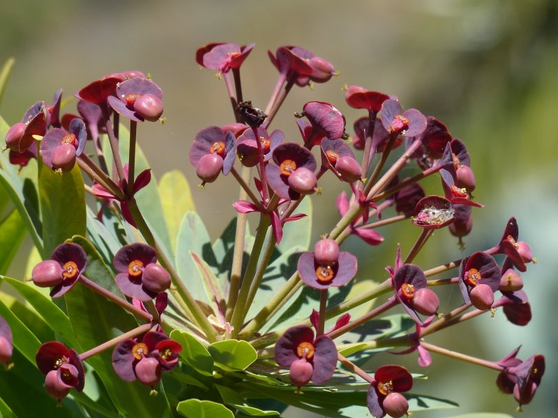Молочай (Euphorbia)