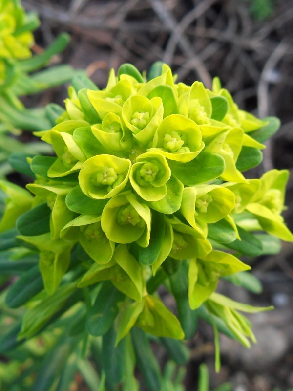 Молочай Жигулёвский (Euphorbia zhiguliensis)