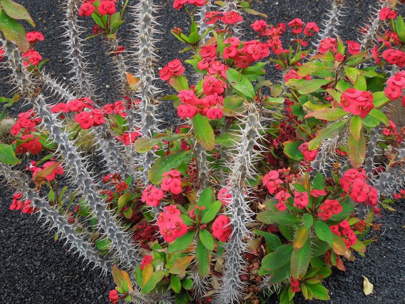 Euphorbia polychroma