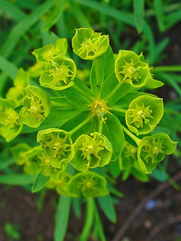 Молочай (Euphorbia)