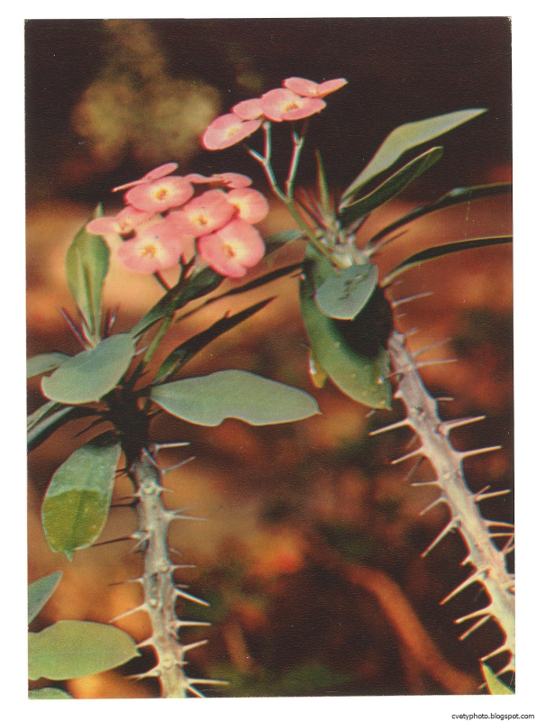 Молочай беложильчатый (Euphorbia leuconeura)