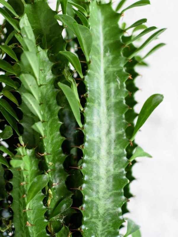 Euphorbia amygdaloides robbiae