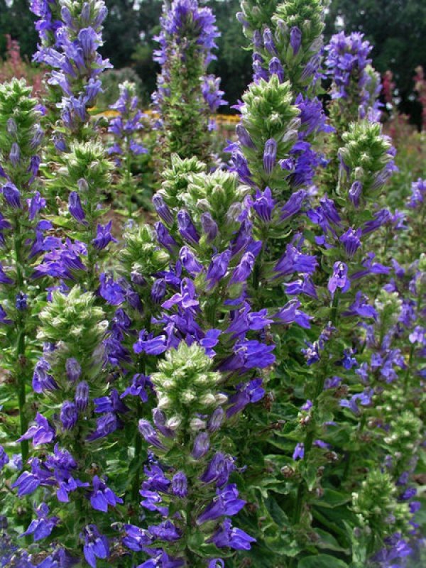 Лобелия speciosa