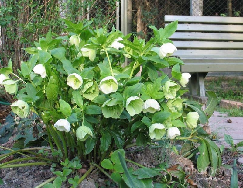 Морозник Восточный (Helleborus orientalis)