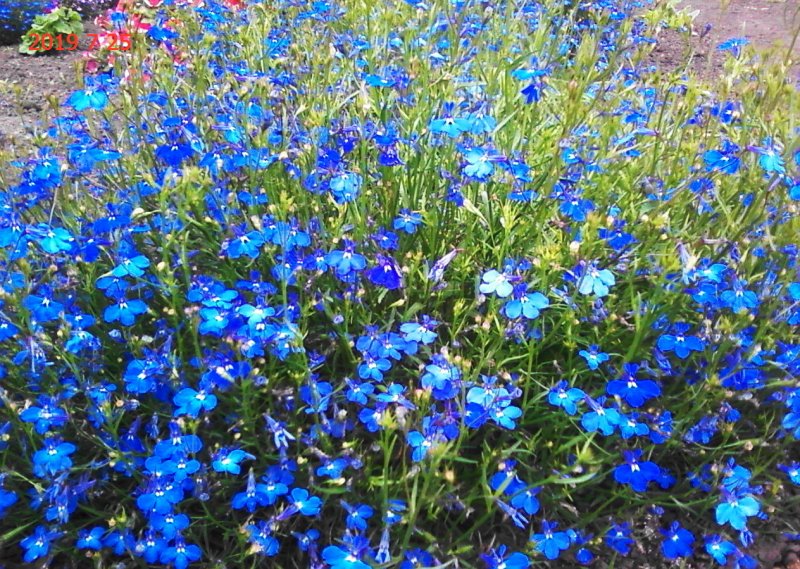 Лобелия ежевидная (Lobelia erinus) "Riviera" (Blue Sky)