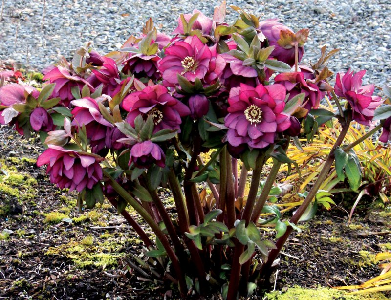 Морозник (Helleborus Niger)