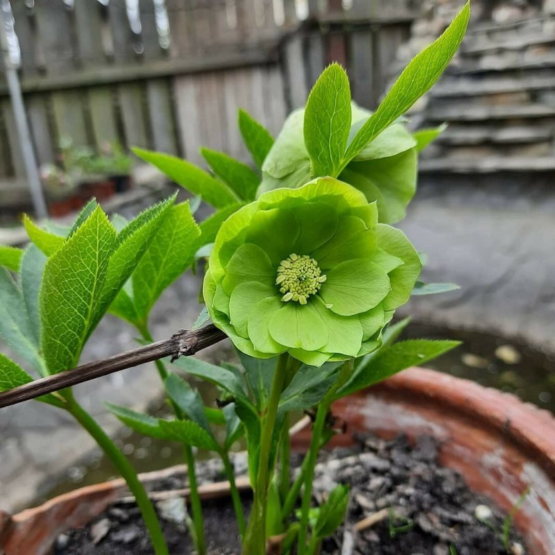 Морозник Helleborus orientalis