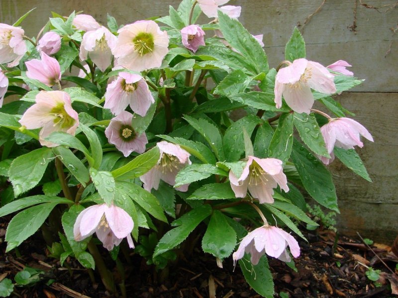 Морозник Восточный "Winter emotions Anemone Picotee"