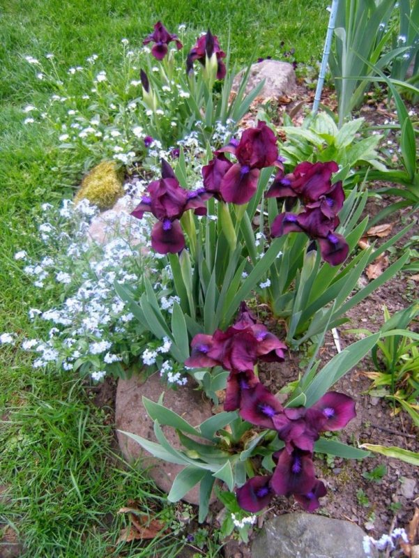 Ирис карликовый Cherry Garden