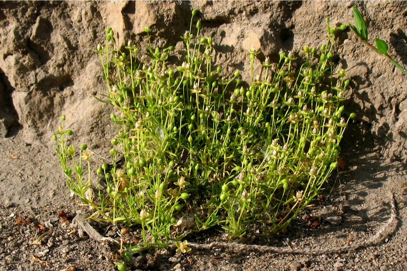 Sagina procumbens