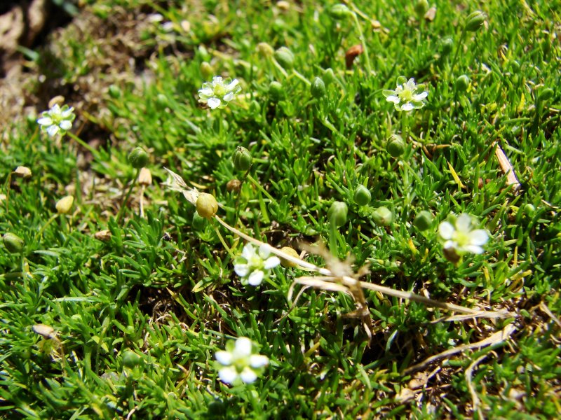 Мшанка шиловидная (s. subulata)