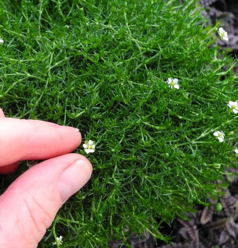 Сагина(Мшанка) Green Moss, укорененные черенки