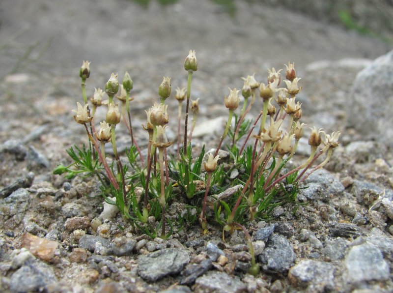Мшанка лежачая sagina procumbens