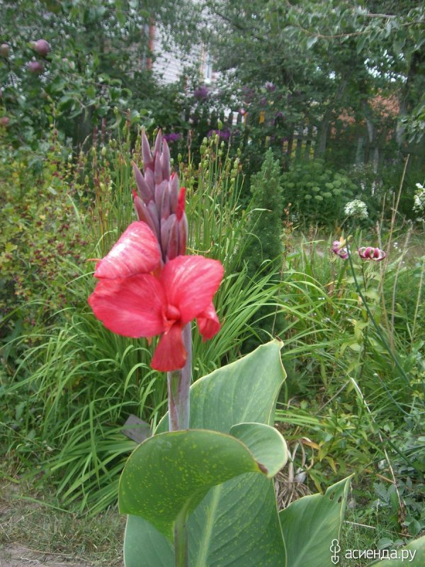 Канна краснолистная Садовая