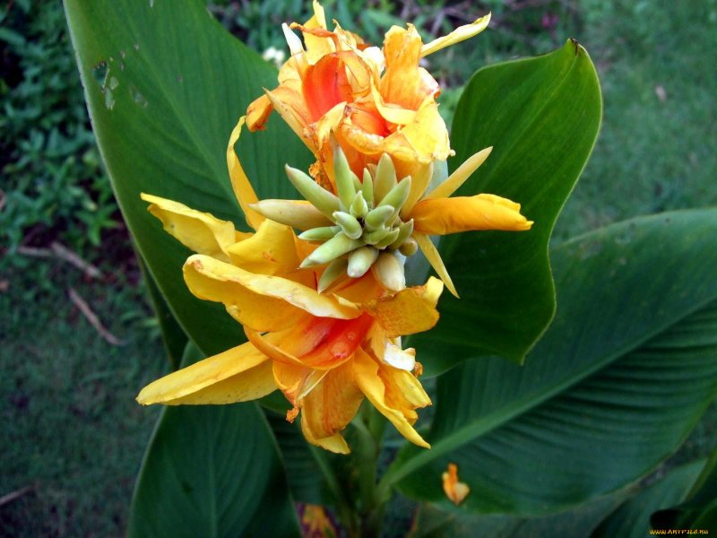 Canna discolor (Канна)